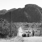 Traditionelles Ochsengespann im Vinales Tal, Kuba