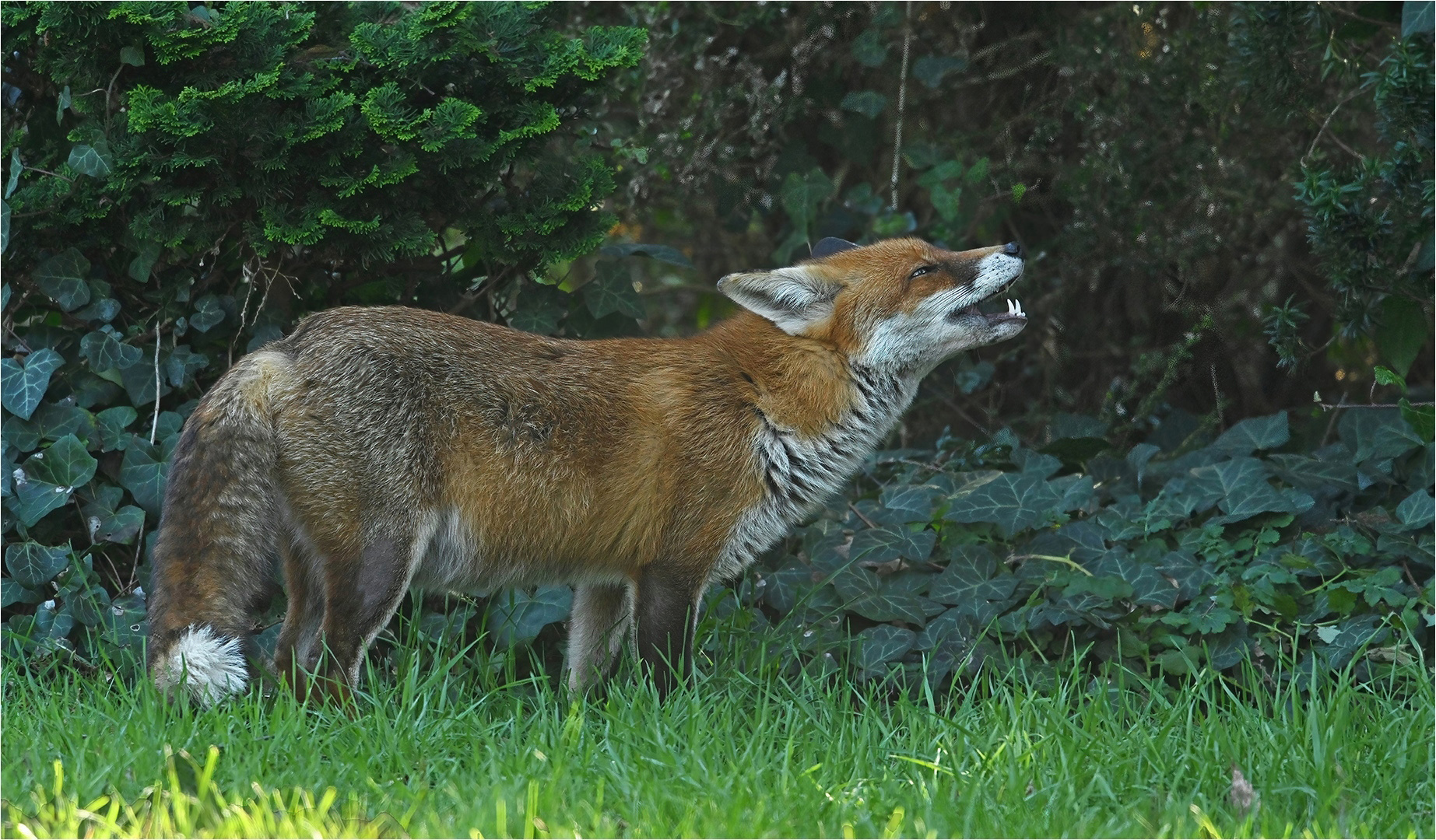 Trächtige Fähe