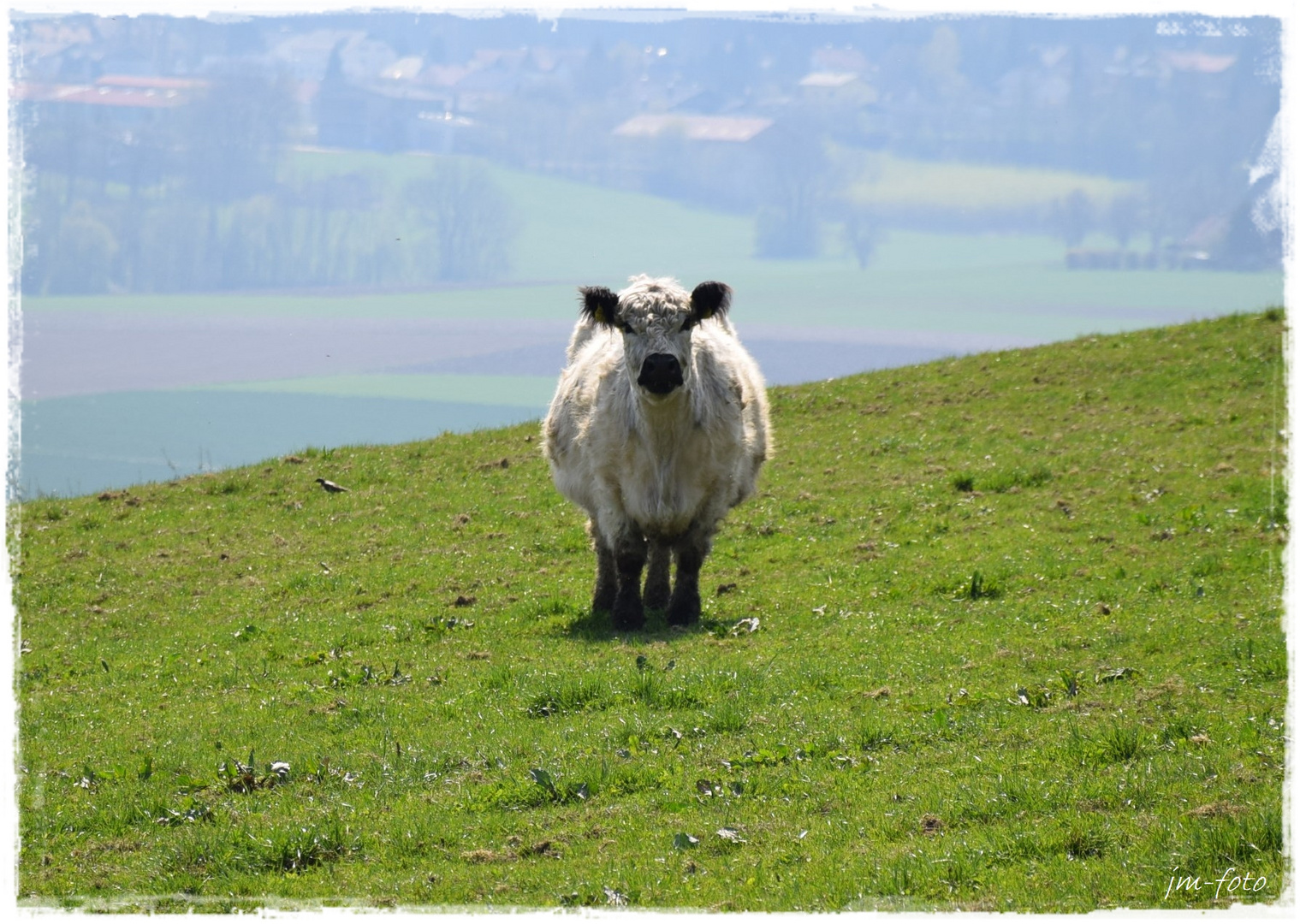 Trächtiges Galloway Rind Foto & Bild | tiere, tierdetails, natur Bilder ...