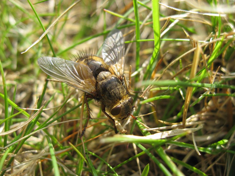 Träge Fliege