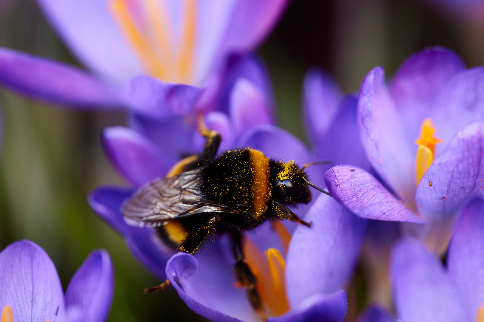 Träge Hummel