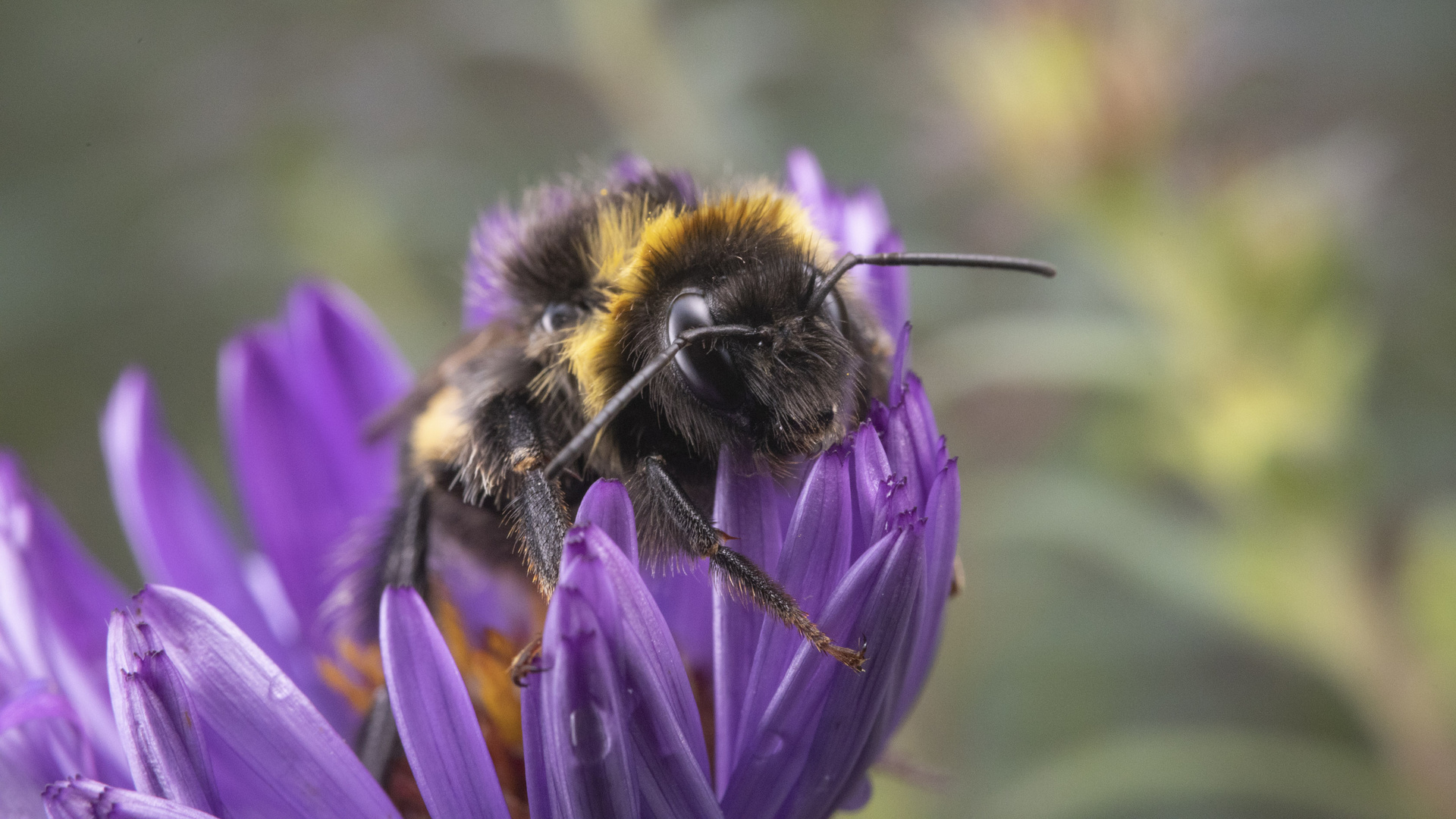 Träge Hummel II