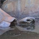 Träge tümmelnde Riesenschildkröte