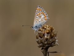 Träge und frierend ...