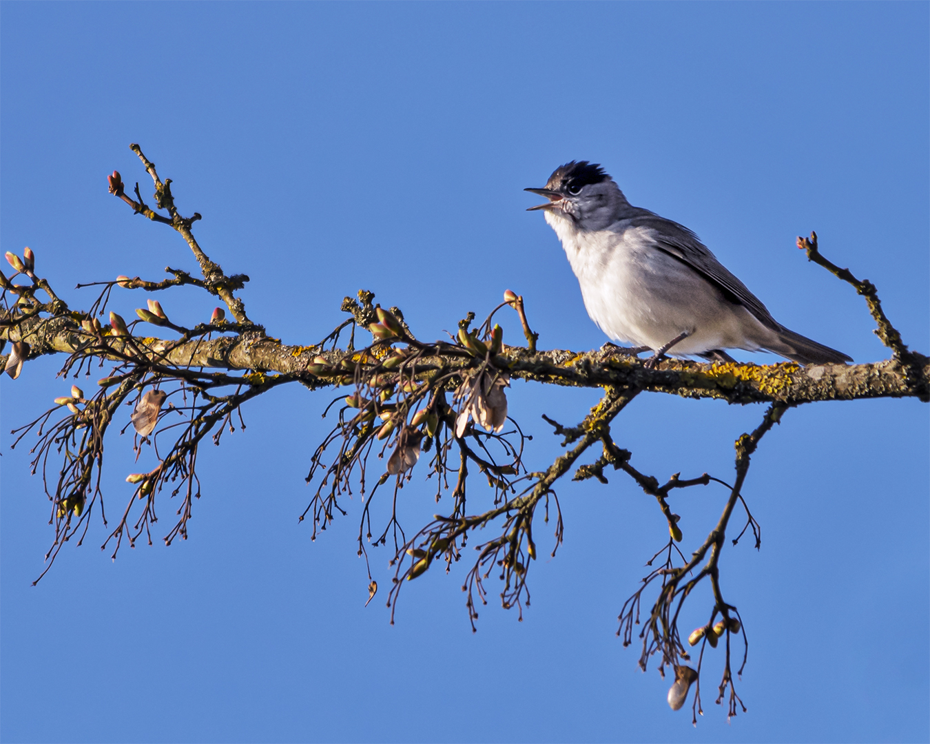 Trällern in der Morgensonne