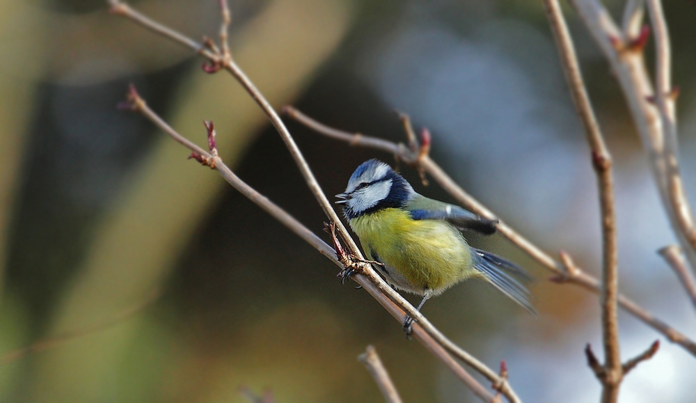 Trällernde Blaumeise im Geäst