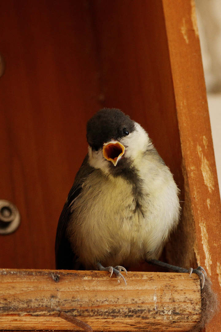 Trällernder Kohlmeisenjungvogel