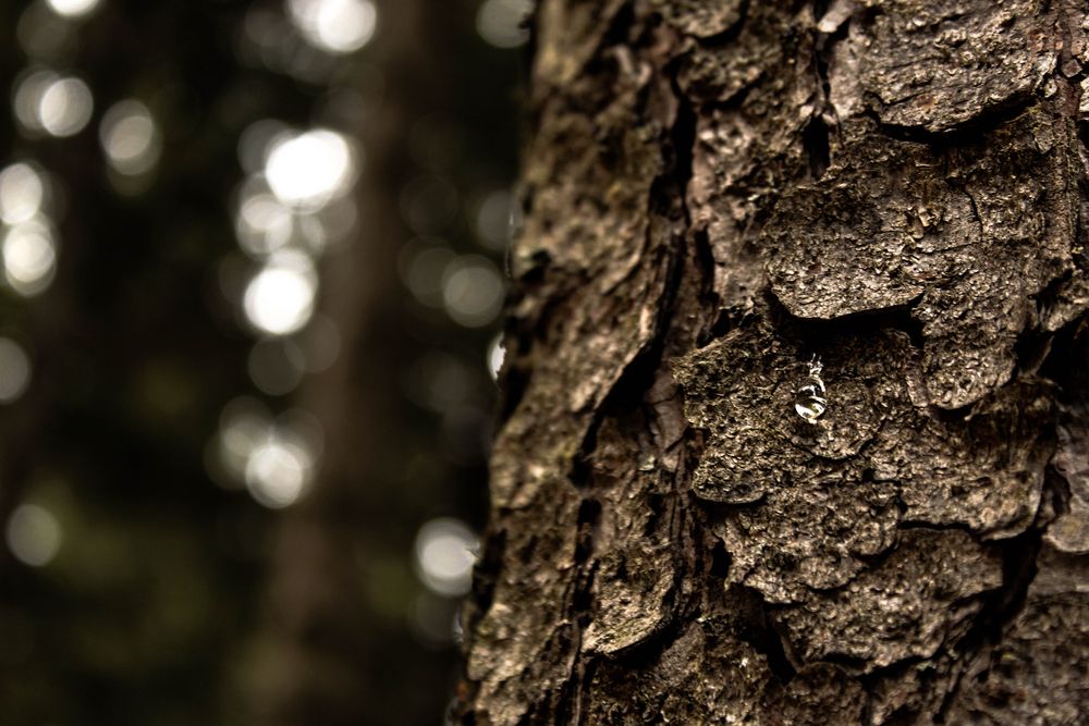 Träne Foto & Bild baum, harz, rinde Bilder auf