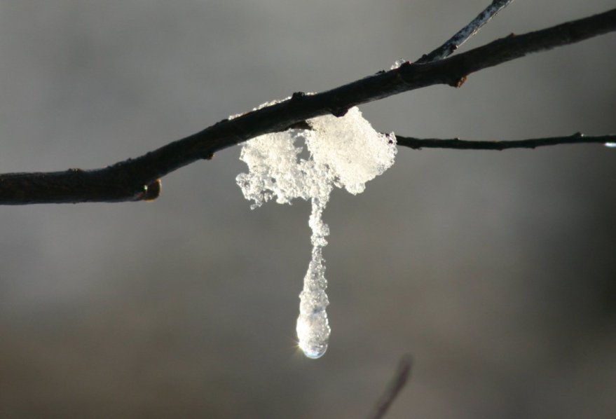 Träne der Natur