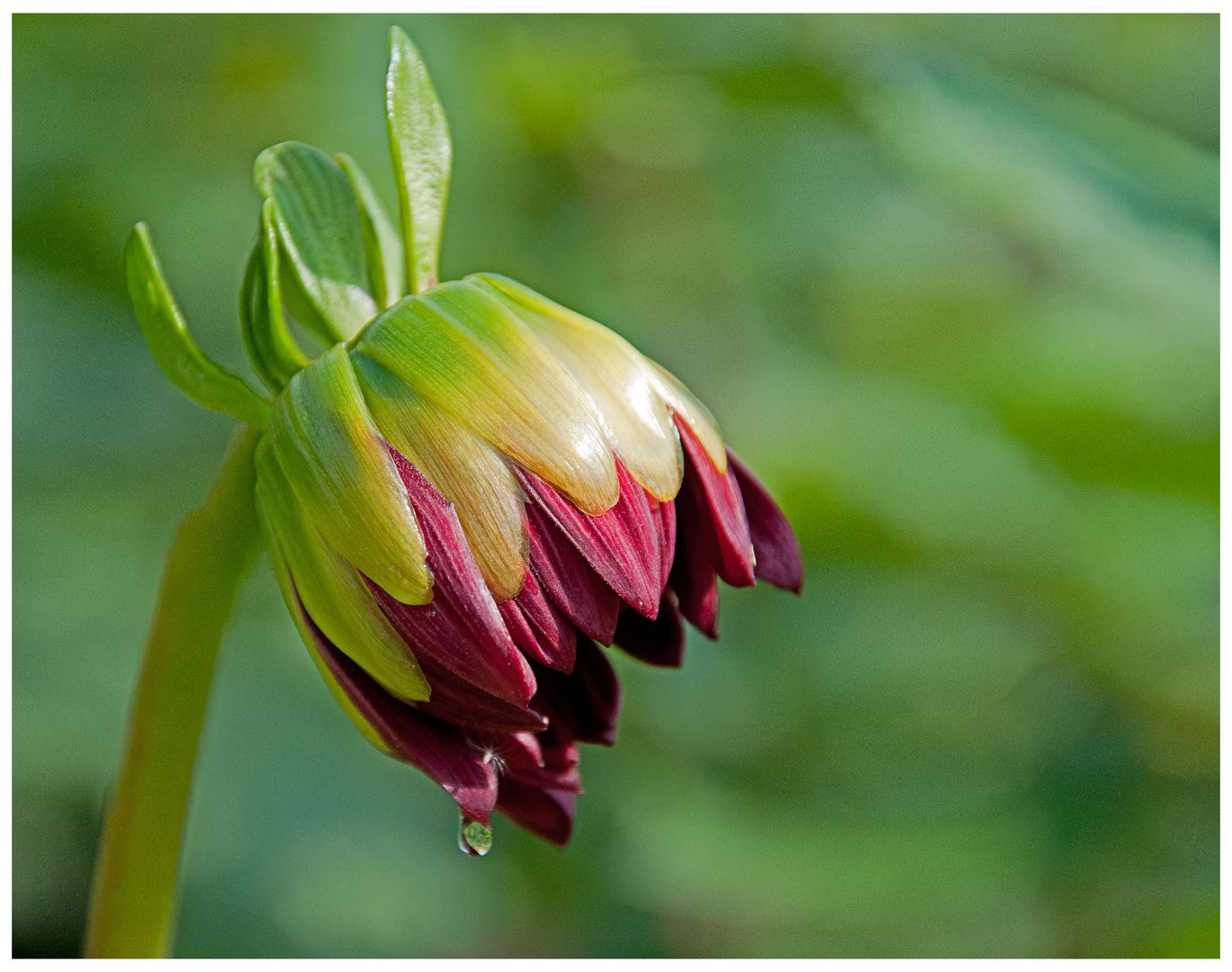 "Träne" einer Blüte