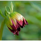 "Träne" einer Blüte