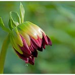 "Träne" einer Blüte