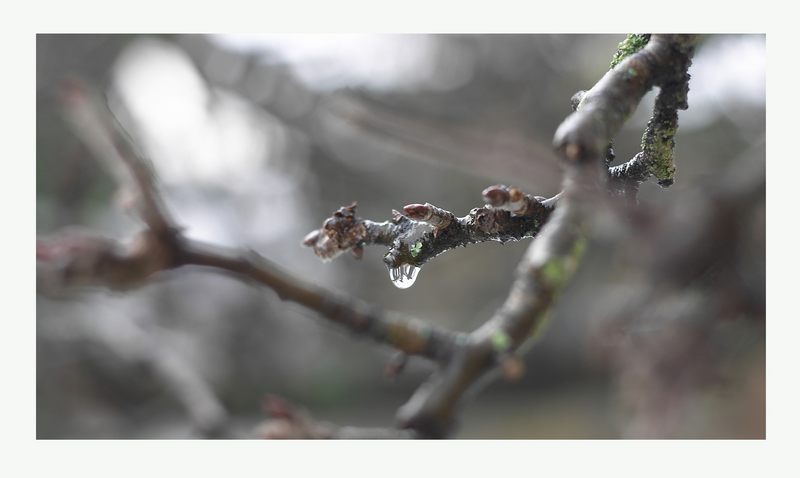 Traene im Baum