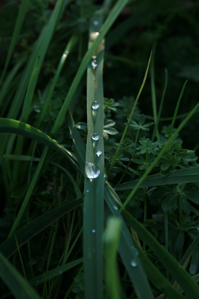 Tränen der Natur