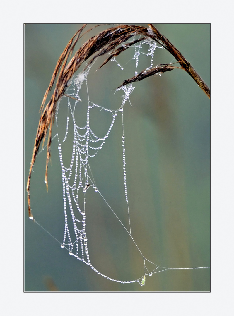 Tränen der Natur