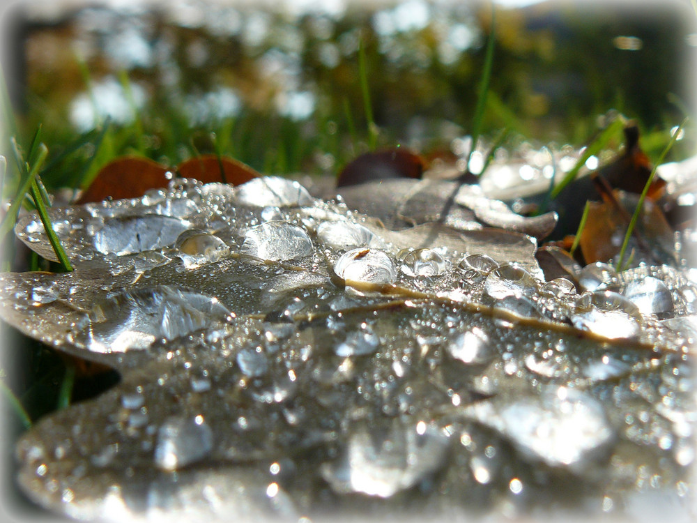 Tränen des Herbstes