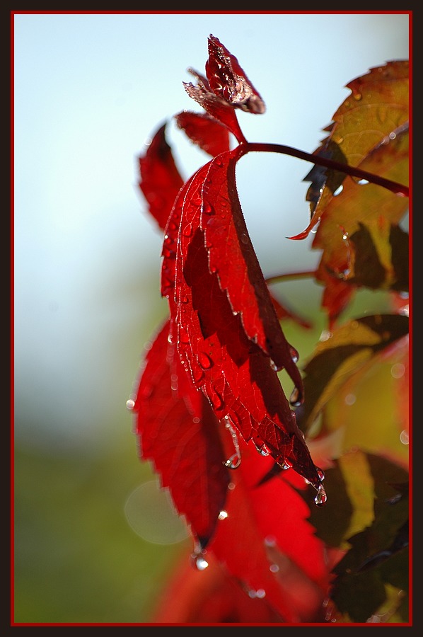 Tränen des Sommers.