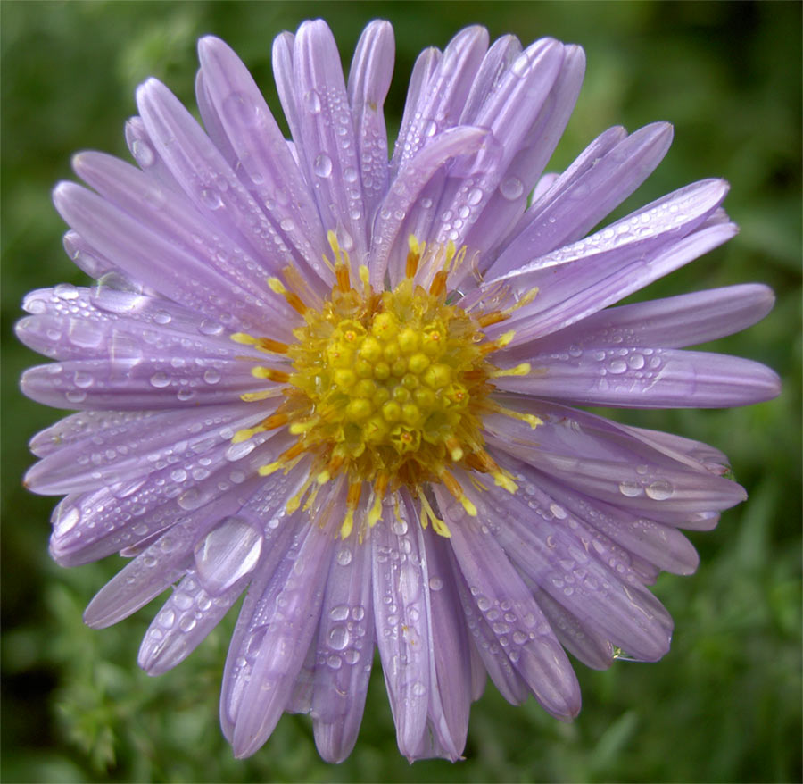 Tränen einer Blume