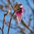 Tränen einer Magnolienblüte