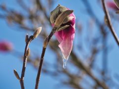 Tränen einer Magnolienblüte