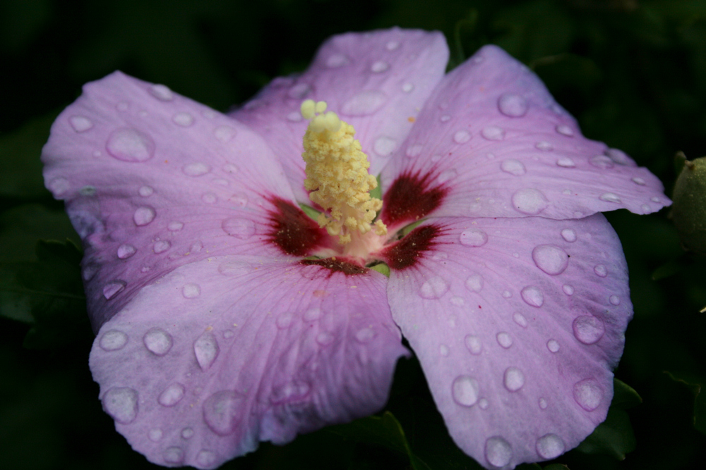 Tränen Hibiskus