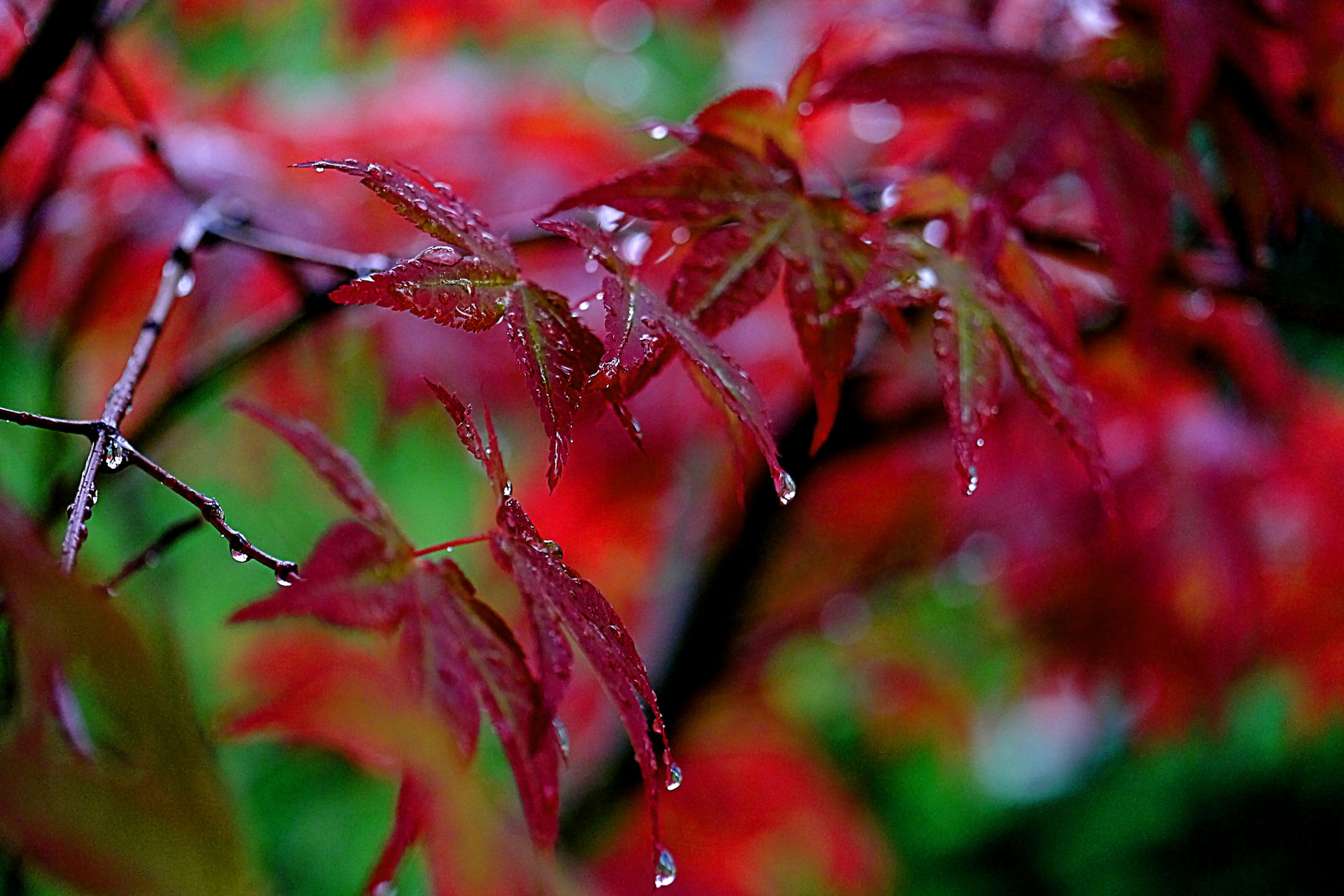 Tränen im Regen - ein Ahornzweig-.