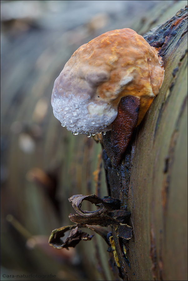 Tränen weinte der Pilz ....