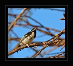 Tränenbartvogel (Tricholaema lacrymosa)