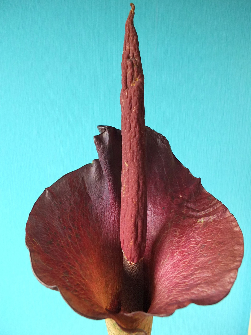 Tränenbaumblüte (Amorphophallus konjac, Teufelszunge)