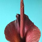 Tränenbaumblüte (Amorphophallus konjac, Teufelszunge)