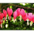 Tränende Herz (Lamprocapnos spectabilis),