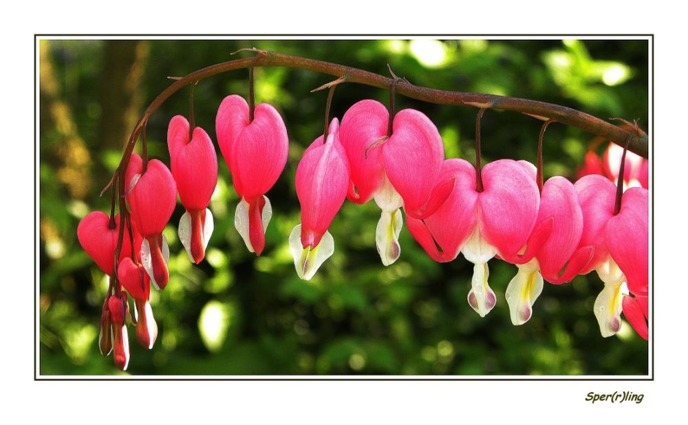 Tränende Herz (Lamprocapnos spectabilis),