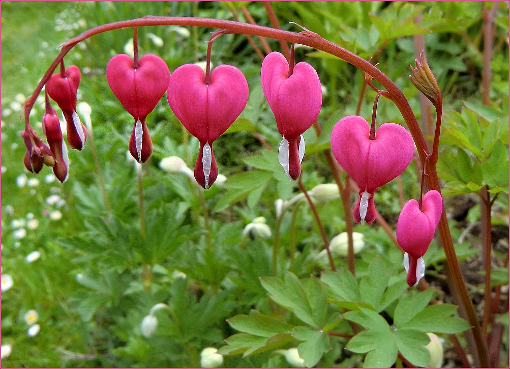 Tränende Herz (Lamprocapnos spectabilis)