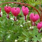 Tränende Herz (Lamprocapnos spectabilis)