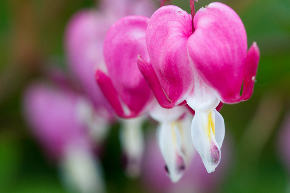 Tränende Herz (Lamprocapnos spectabilis)