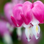 Tränende Herz (Lamprocapnos spectabilis)