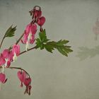   Tränende Herz  (Lamprocapnos spectabilis)