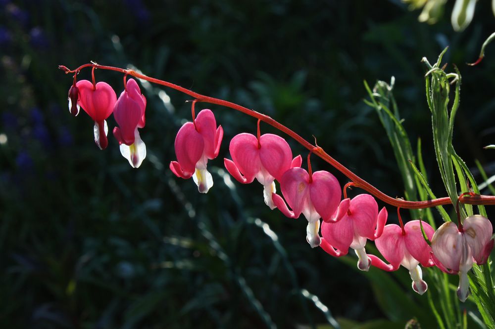 tränende Herzen haben nicht nur Blumen