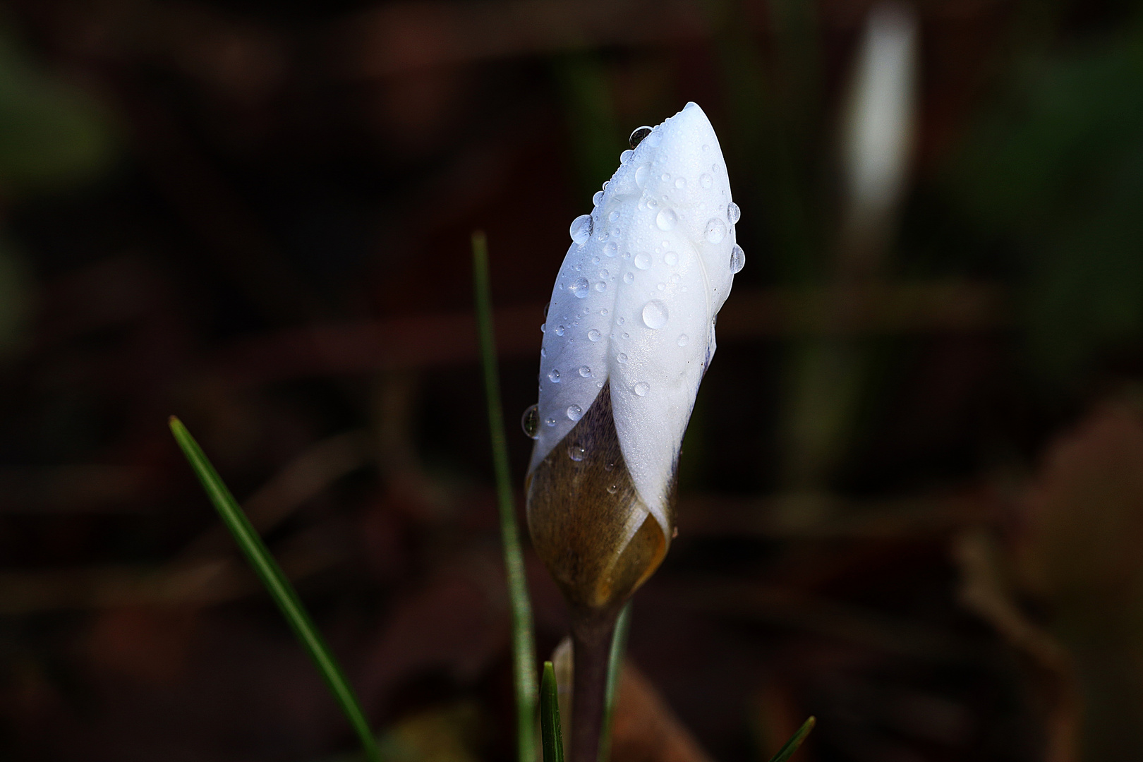 tränende Krokus