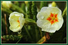 Tränende Primulae