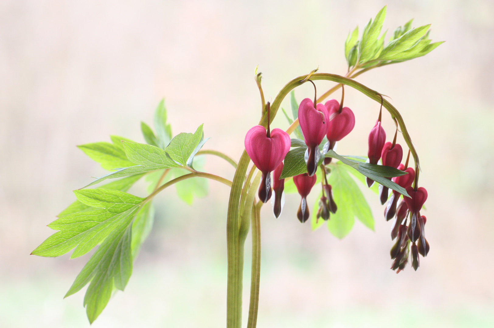 Tränendes Herz Foto & Bild jahreszeiten, frühling, tränendes herz