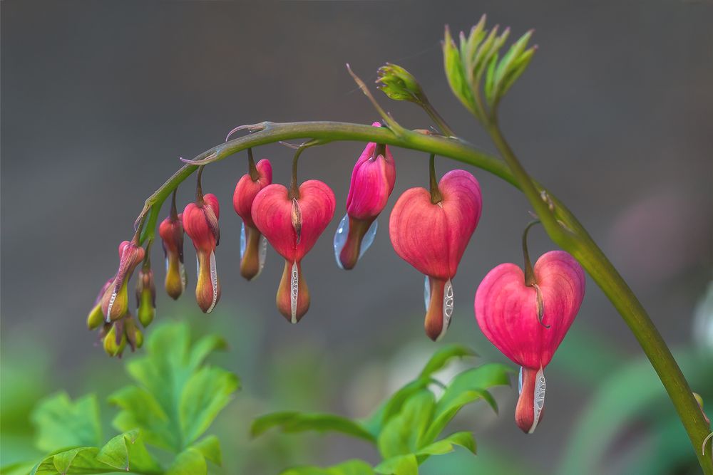 Tränendes Herz Foto &amp; Bild natur, pflanzen, blüten Bilder auf