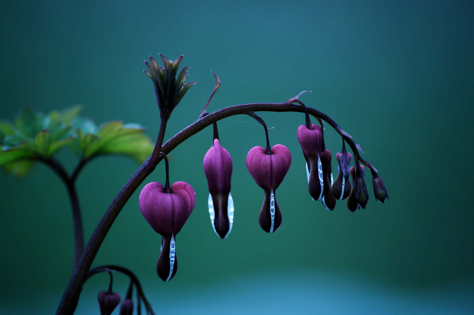 tränendes Herz Foto &amp; Bild frühling, natur, mohn Bilder auf
