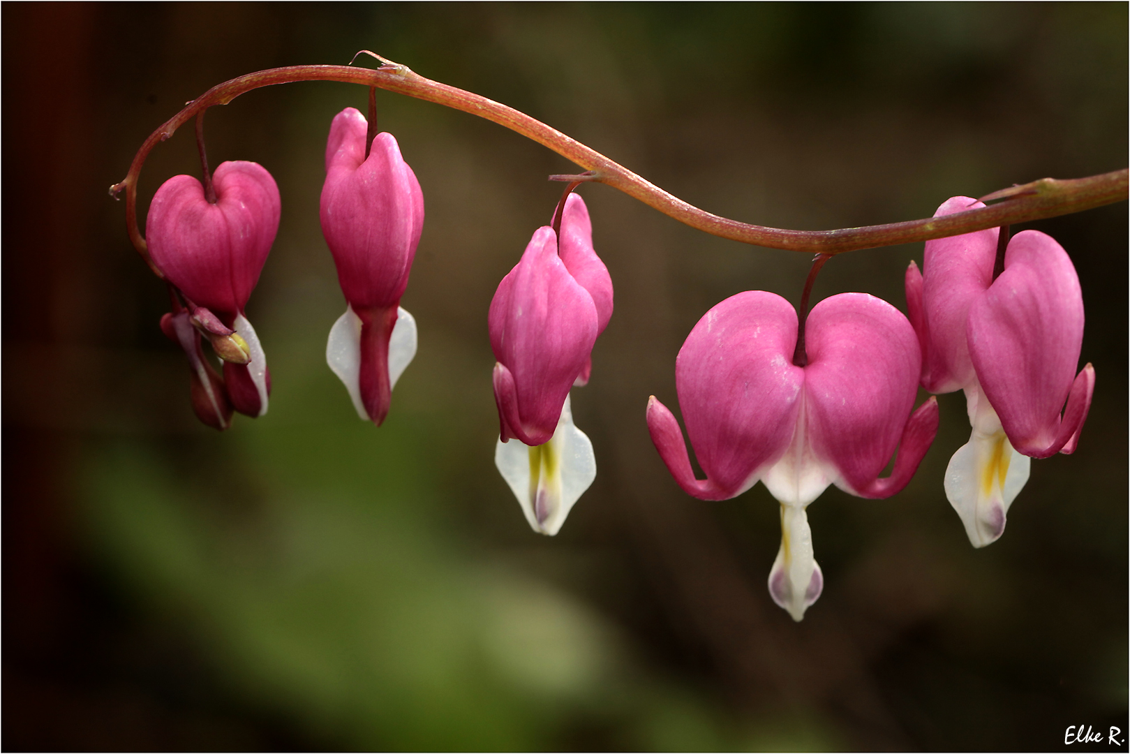 Tr nendes Herz Foto Bild fr hling natur pflanzen Tr nendes Herz Foto Bild fr hling natur pflanzen