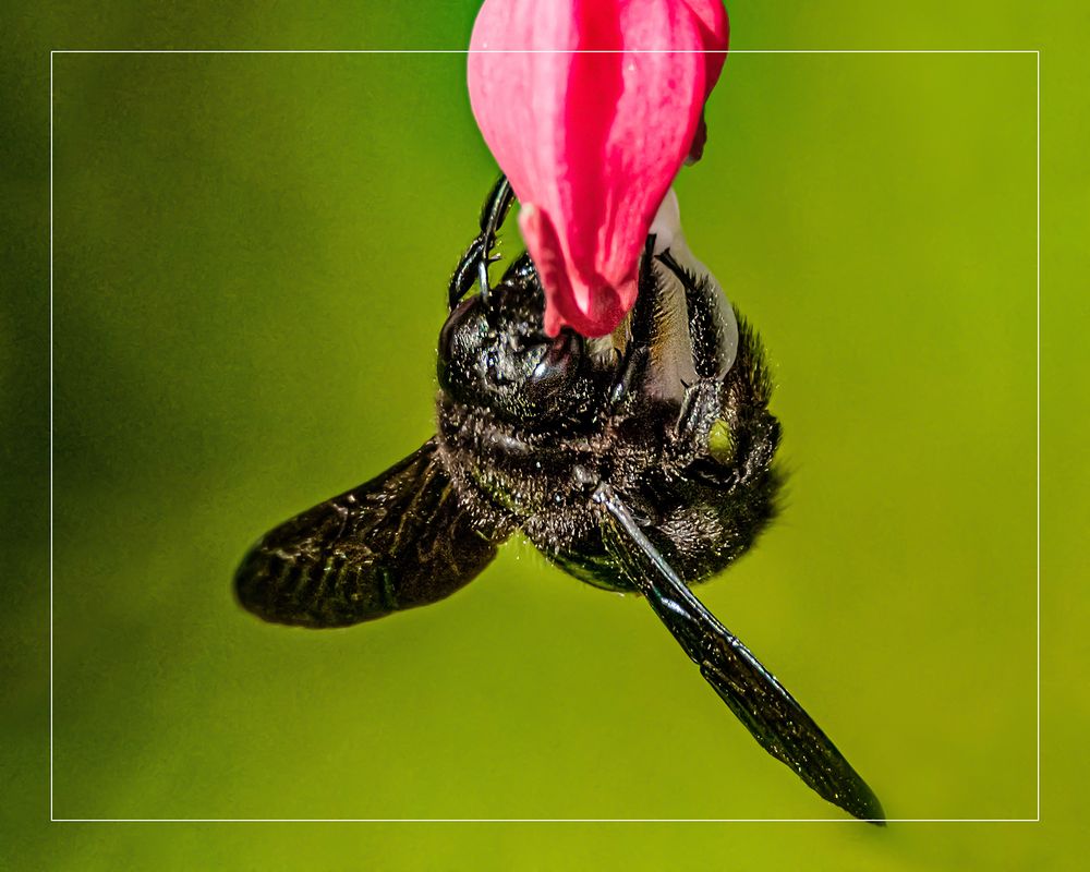 Tränendes Herz Foto & Bild tiere, wildlife, insekten Bilder auf