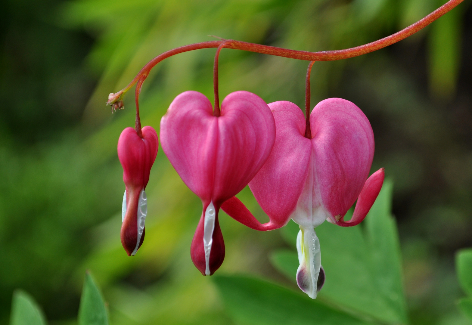 Tränendes Herz Foto &amp; Bild | pflanzen, pilze &amp; flechten, blüten ...