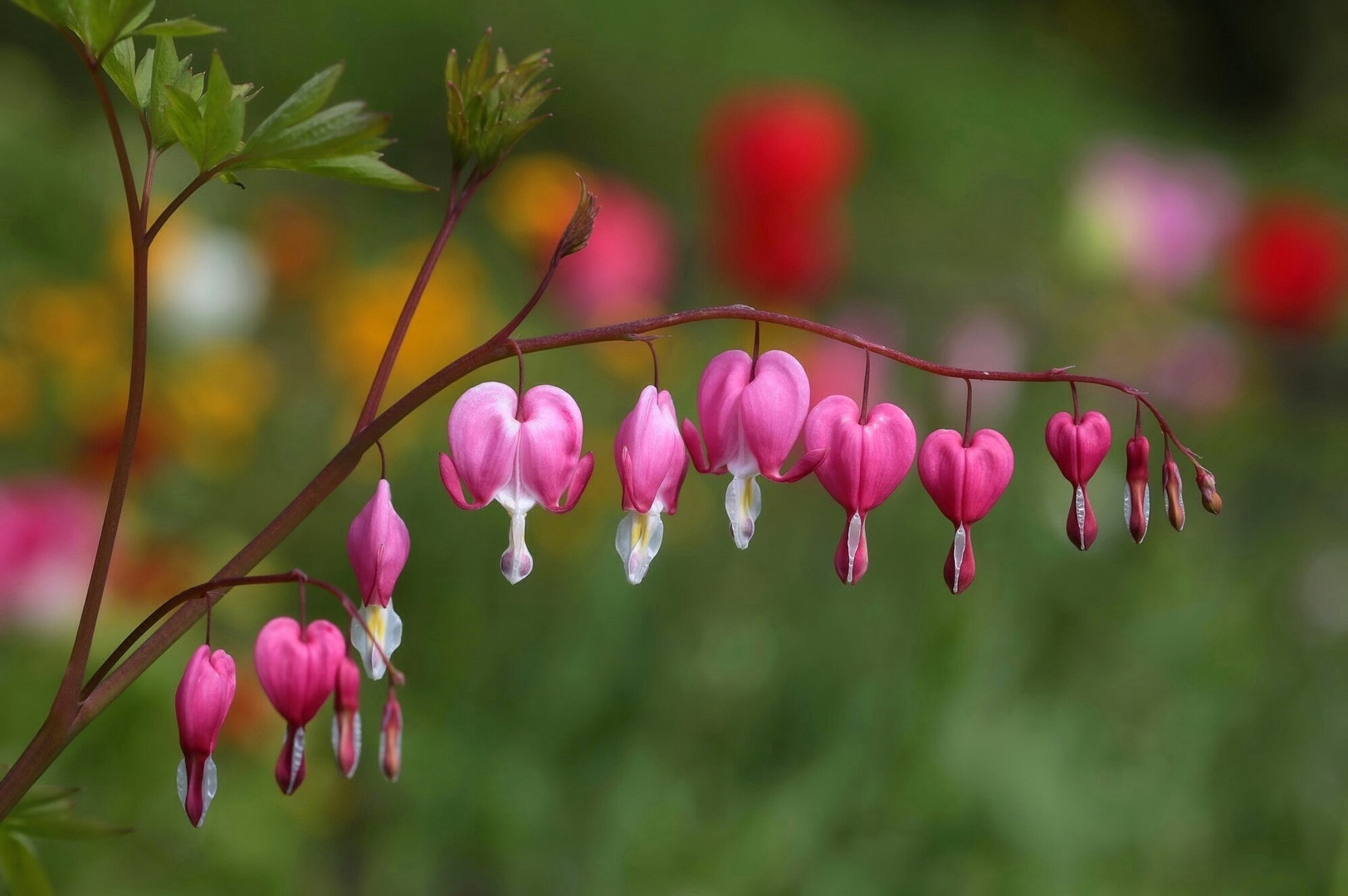 Tränendes Herz Foto &amp; Bild natur, blumen, pflanzen Bilder auf