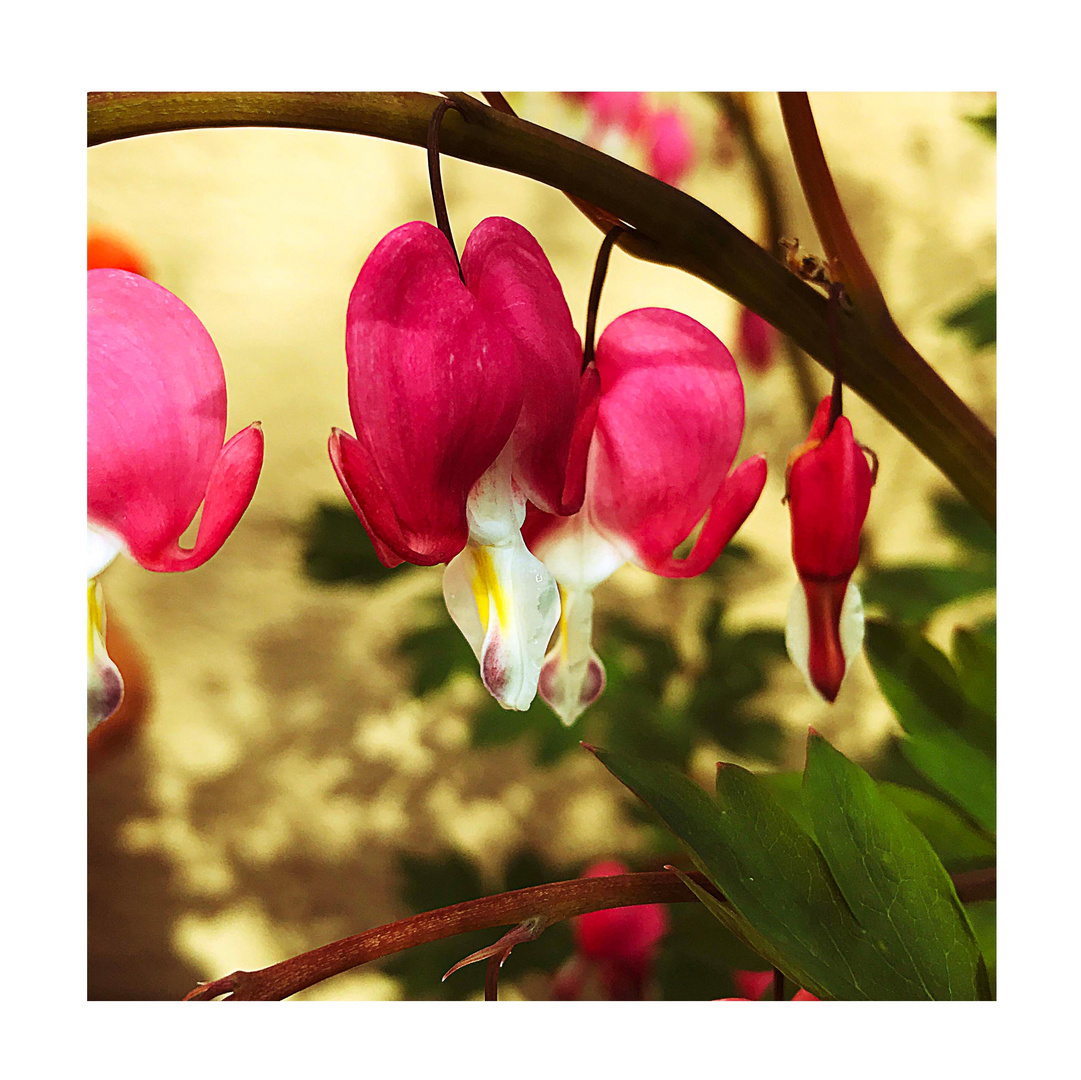 Tränendes Herz Foto &amp; Bild pink, natur, pflanzen Bilder auf