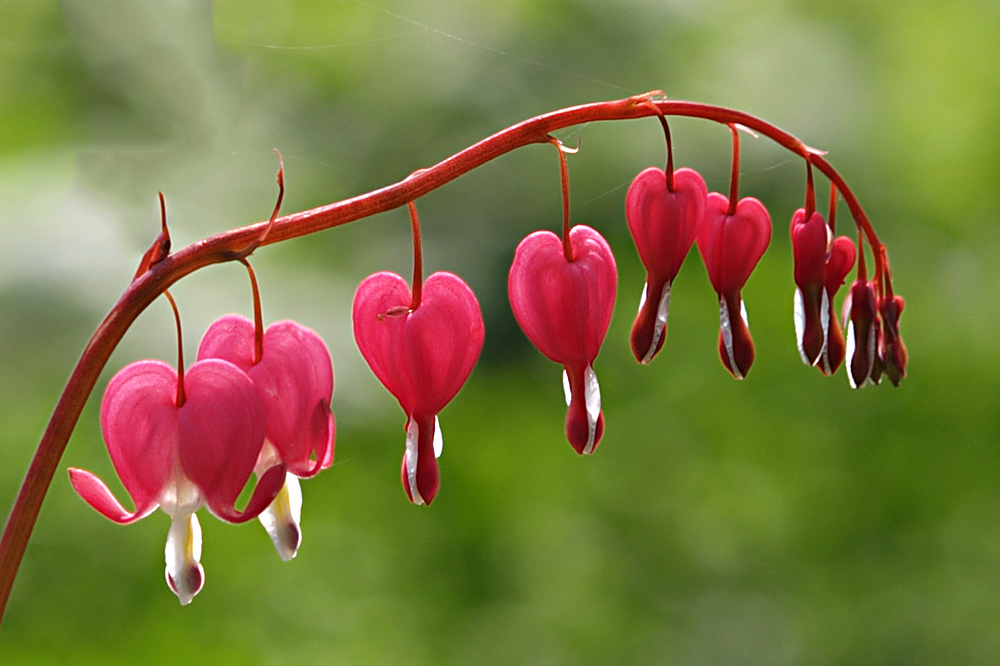 Tränendes Herz&hellip; Foto &amp; Bild pflanzen, pilze &amp; flechten, blüten