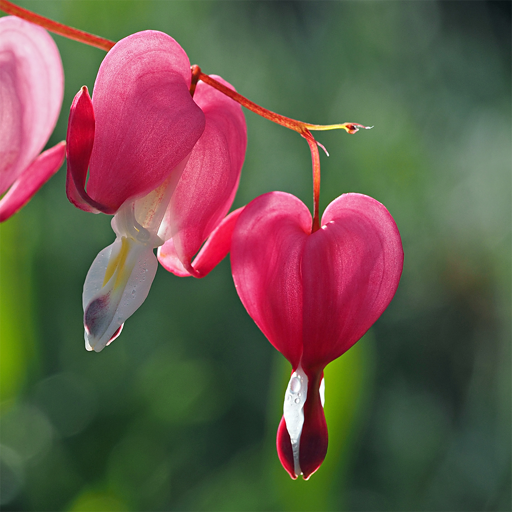 Tränendes Herz... Foto & Bild pflanzen, pilze & flechten, blüten